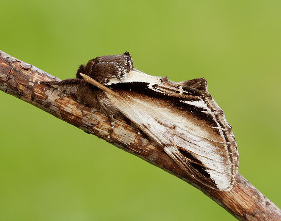 71.018 BF2006 Lesser Swallow Prominent Pheosia gnoma