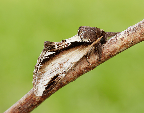 71.018 BF2006 Lesser Swallow Prominent Pheosia gnoma