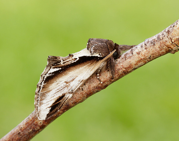 71.018 BF2006 Lesser Swallow Prominent Pheosia gnoma