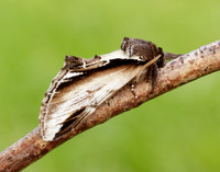 71.018 BF2006 Lesser Swallow Prominent Pheosia gnoma