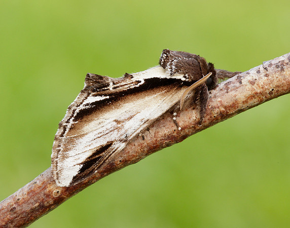 71.018 BF2006 Lesser Swallow Prominent Pheosia gnoma