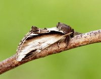 71.018 BF2006 Lesser Swallow Prominent Pheosia gnoma