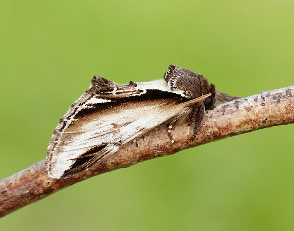 71.018 BF2006 Lesser Swallow Prominent Pheosia gnoma