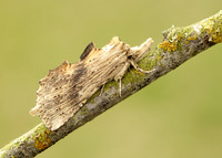 71.020 BF2011 Pale Prominent Pterostoma palpina