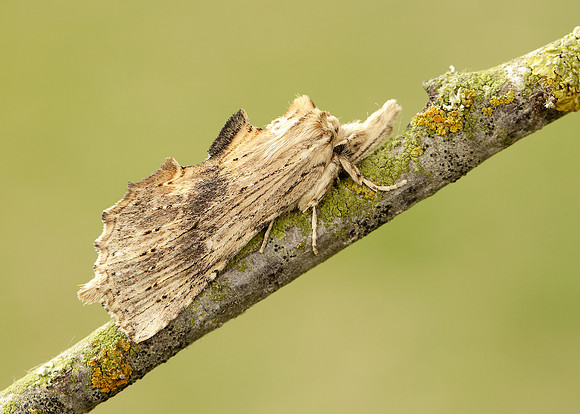 71.020 BF2011 Pale Prominent Pterostoma palpina