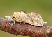 71.020 BF2011 Pale Prominent Pterostoma palpina