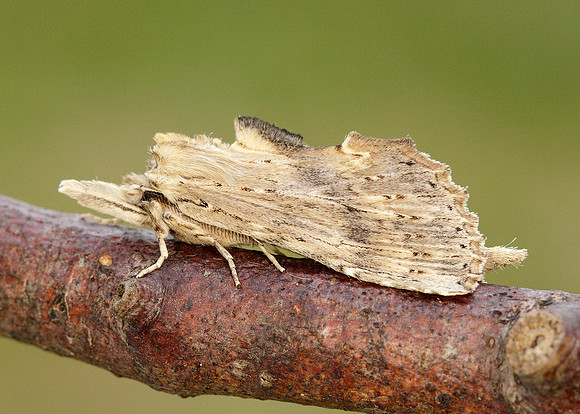 71.020 BF2011 Pale Prominent Pterostoma palpina
