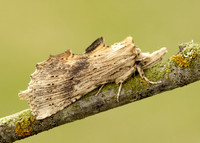 71.020 BF2011 Pale Prominent Pterostoma palpina