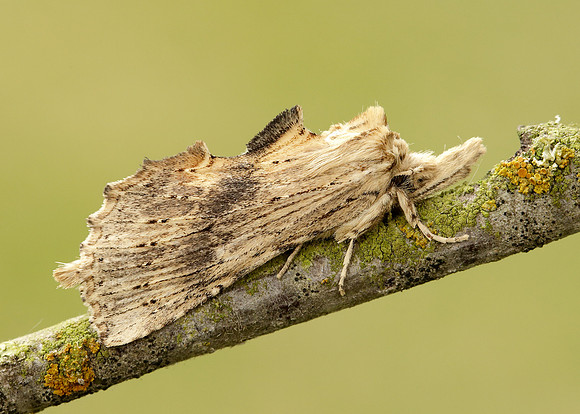 71.020 BF2011 Pale Prominent Pterostoma palpina