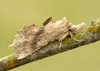 71.020 BF2011 Pale Prominent Pterostoma palpina