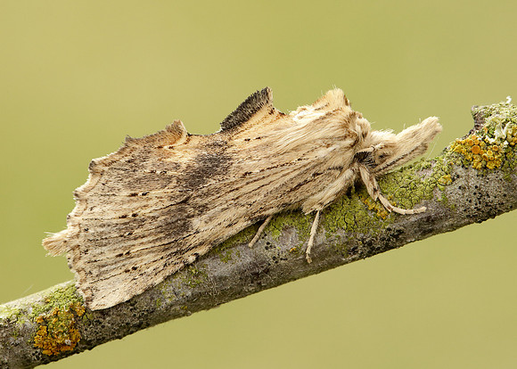 71.020 BF2011 Pale Prominent Pterostoma palpina