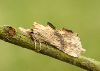 71.020 BF2011 Pale Prominent Pterostoma palpina