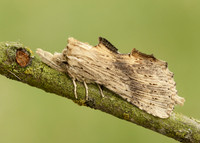 71.020 BF2011 Pale Prominent Pterostoma palpina