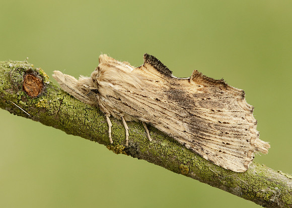 71.020 BF2011 Pale Prominent Pterostoma palpina