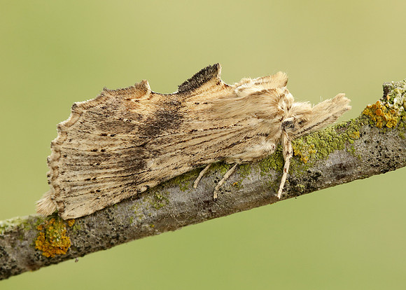 71.020 BF2011 Pale Prominent Pterostoma palpina