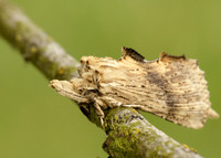 71.020 BF2011 Pale Prominent Pterostoma palpina