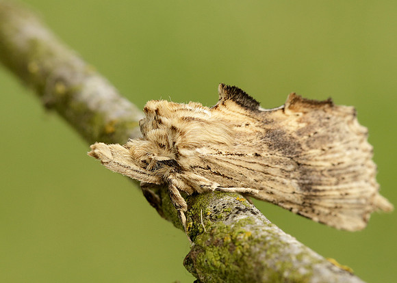 71.020 BF2011 Pale Prominent Pterostoma palpina