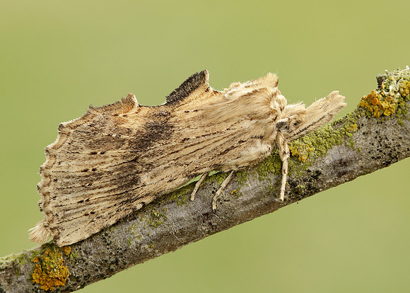 71.020 BF2011 Pale Prominent Pterostoma palpina