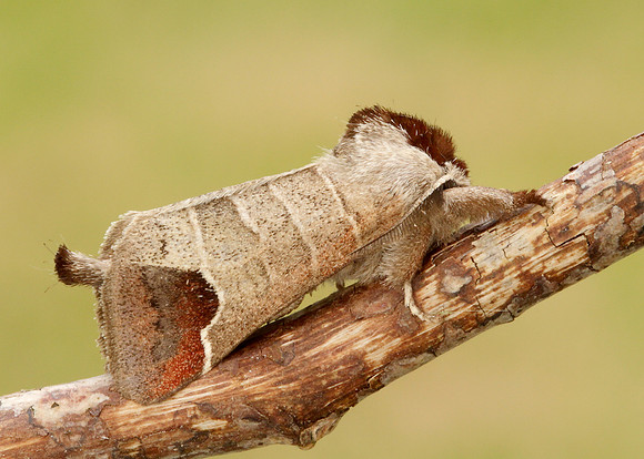 71.027 BF2019 Chocolate-tip Clostera curtula