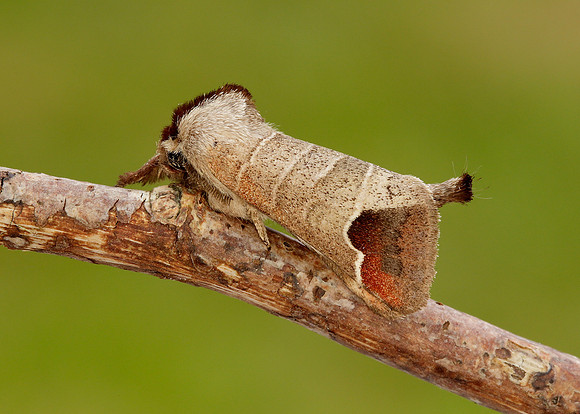 71.027 BF2019 Chocolate-tip Clostera curtula
