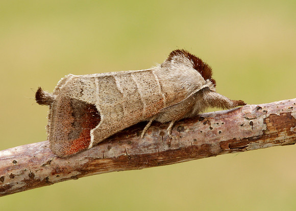 71.027 BF2019 Chocolate-tip Clostera curtula