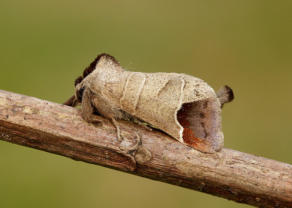 71.027 BF2019 Chocolate-tip Clostera curtula