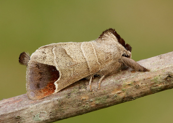 71.027 BF2019 Chocolate-tip Clostera curtula
