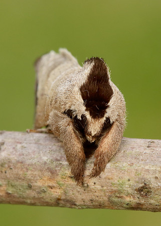 71.027 BF2019 Chocolate-tip Clostera curtula