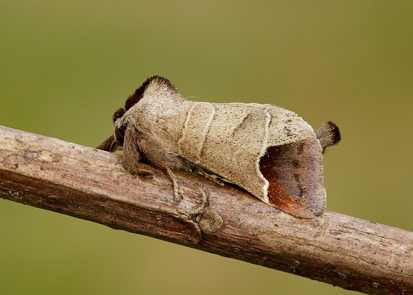 71.027 BF2019 Chocolate-tip Clostera curtula
