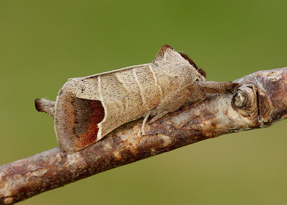 71.027 BF2019 Chocolate-tip Clostera curtula