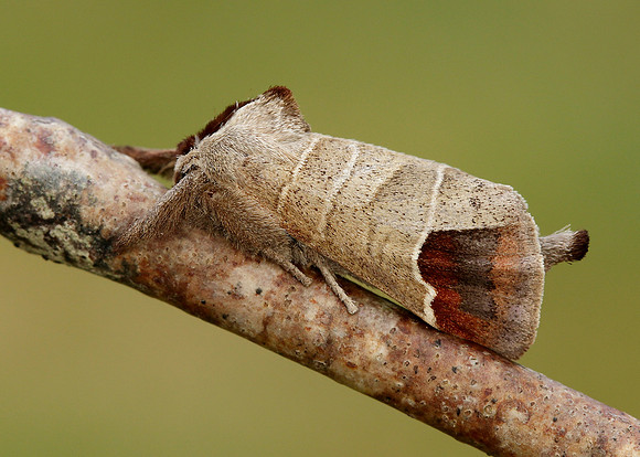 71.027 BF2019 Chocolate-tip Clostera curtula
