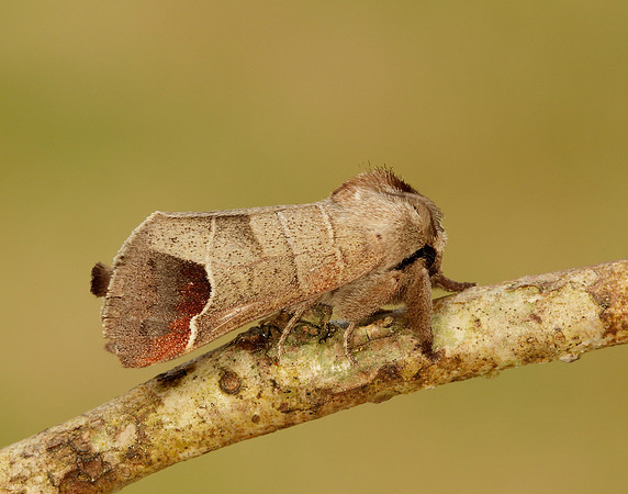 71.027 BF2019 Chocolate-tip Clostera curtula
