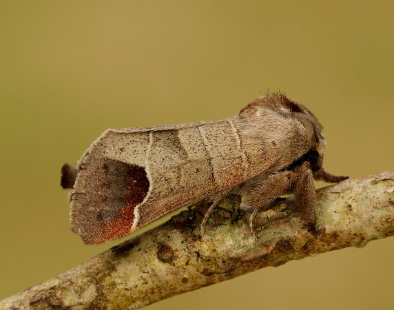 71.027 BF2019 Chocolate-tip Clostera curtula