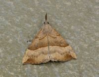 72.003 BF2477 Snout Hypena proboscidalis