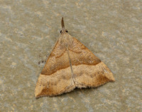 72.003 BF2477 Snout Hypena proboscidalis