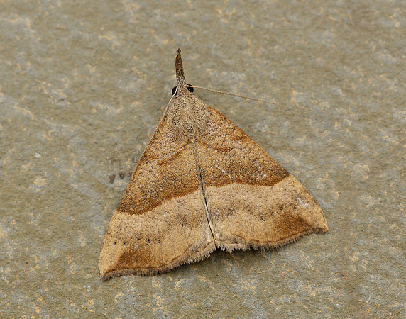 72.003 BF2477 Snout Hypena proboscidalis