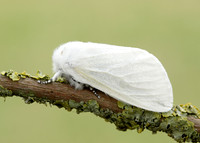 72.009 BF2031 White Satin Leucoma salicis