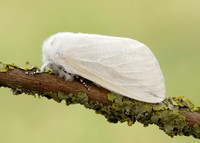 72.009 BF2031 White Satin Leucoma salicis