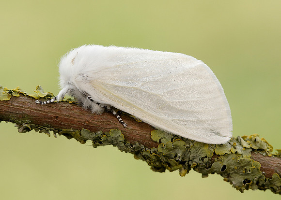 72.009 BF2031 White Satin  Leucoma salicis