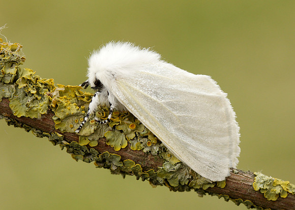 72.009 BF2031 White Satin  Leucoma salicis