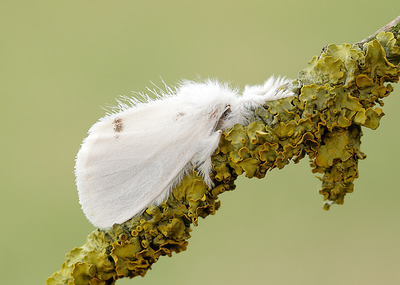 72.013 BF2030 Yellow-tail Euproctis similis larva