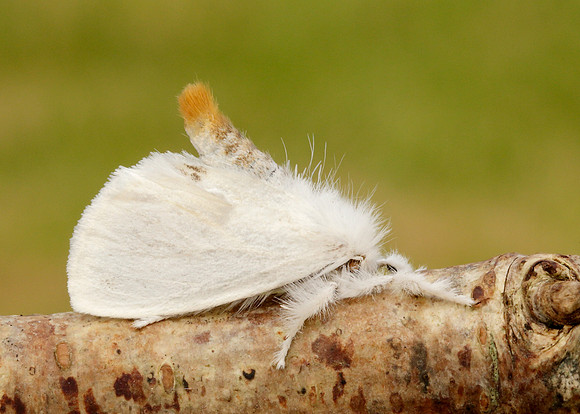 72.013 BF2030 Yellow-tail Euproctis similis larva