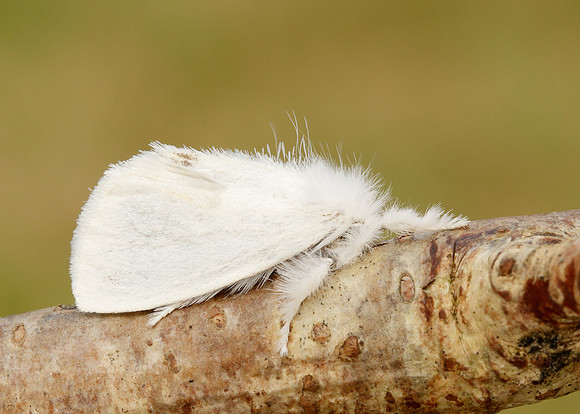 72.013 BF2030 Yellow-tail Euproctis similis larva