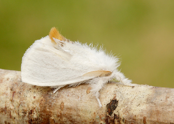72.013 BF2030 Yellow-tail Euproctis similis larva