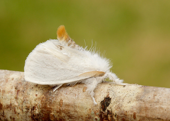 72.013 BF2030 Yellow-tail Euproctis similis larva