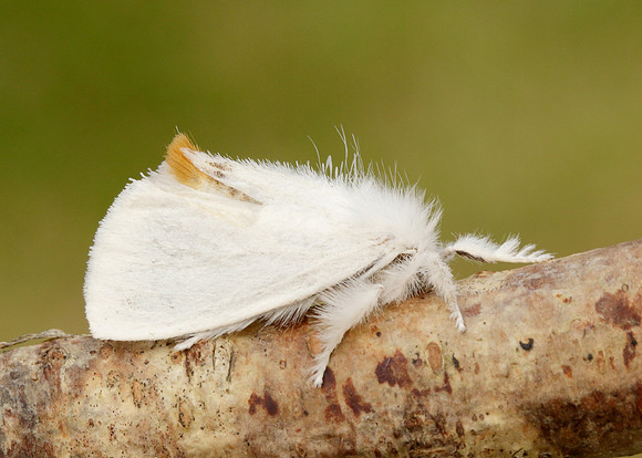 72.013 BF2030 Yellow-tail Euproctis similis larva