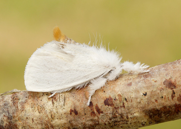 72.013 BF2030 Yellow-tail Euproctis similis larva