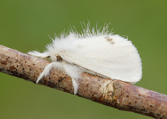 72.013 BF2030 Yellow-tail Euproctis similis larva