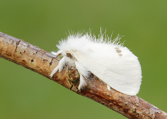 72.013 BF2030 Yellow-tail Euproctis similis larva