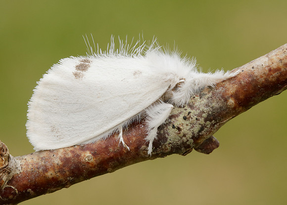 72.013 BF2030 Yellow-tail Euproctis similis larva